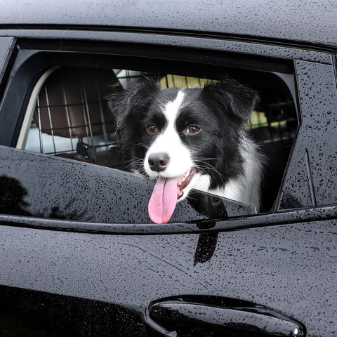 Rootz Dog Trunk Divider - Trunk Divider - Car Trunk Divider - Dog Barrier - Dog Trunk Separator - Pet Trunk Divider - Steel - Black - 156 x 40.5 x 0.5 cm (L x W x H)